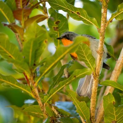 Flame-throated warbler