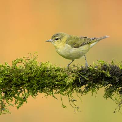 Tennessee warbler