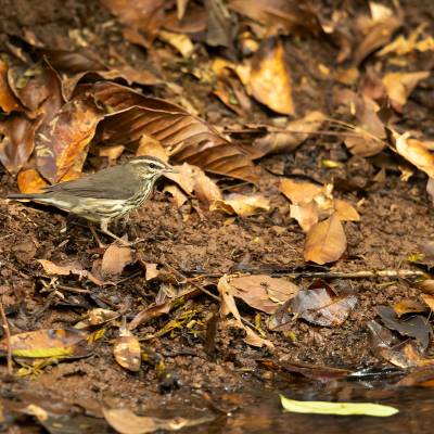 Northern waterthrush