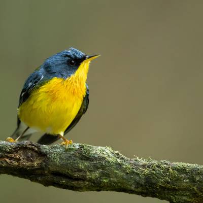 Tropical parula