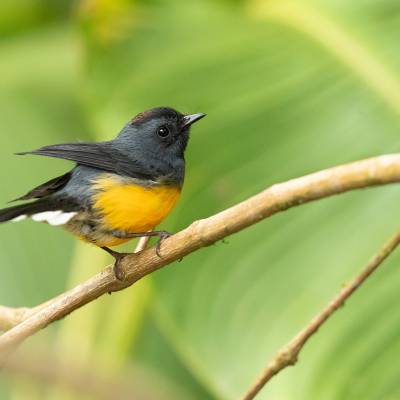 Slate-throated redstart