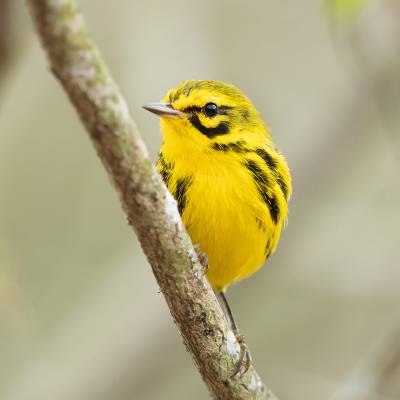 Prairie warbler