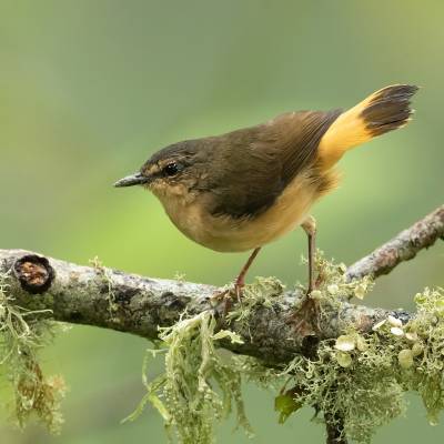 Buff-rumped warbler