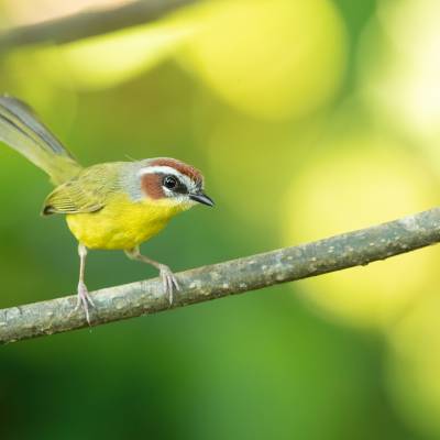 Rufous-capped warbler