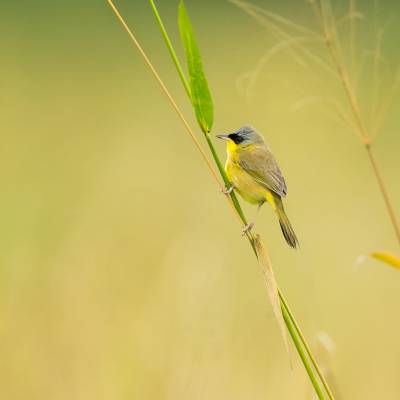 Grey-crowned yellowthroat