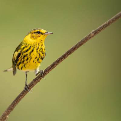 Cape May warbler