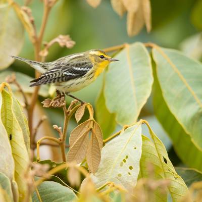 Blackburnian warbler