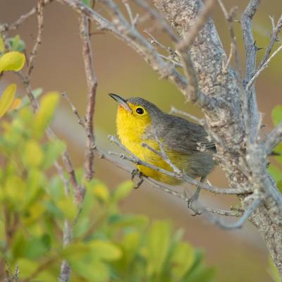 Oriente warbler