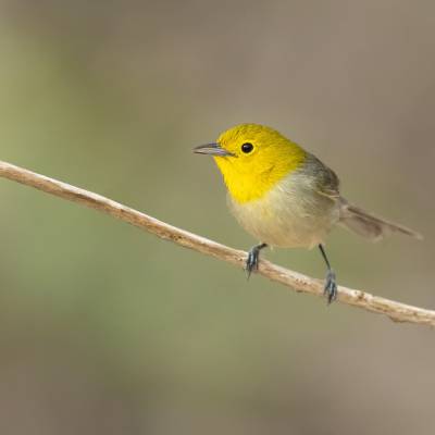 Yellow-headed warbler