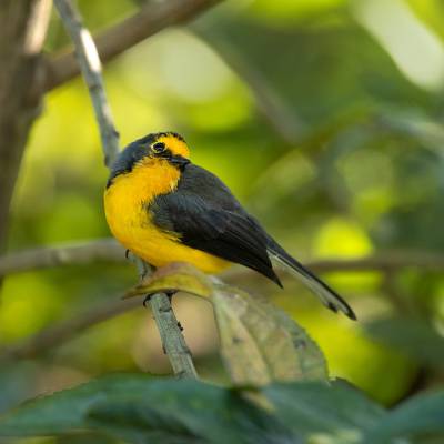 Golden-fronted redstart