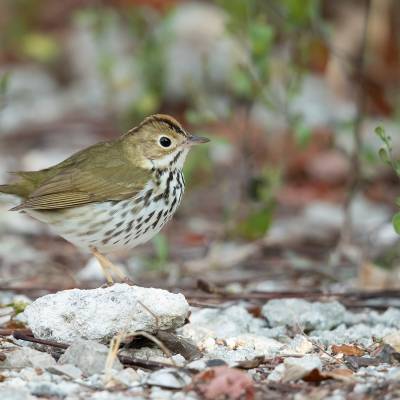 Ovenbird