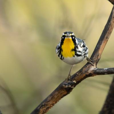 Yellow-throated warbler