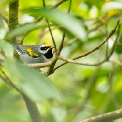 Golden-winged warbler