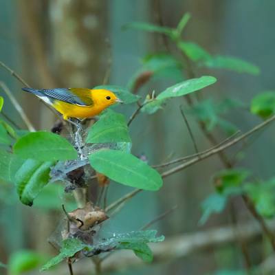 Prothonotary warbler