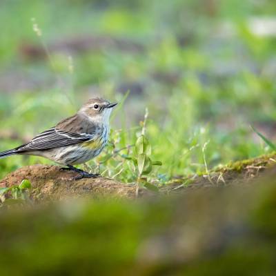 Yellow-rumped warbler