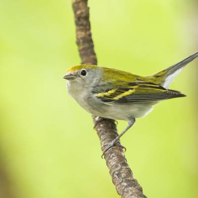 Chestnut-sided warbler