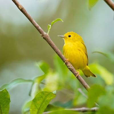 Yellow warbler