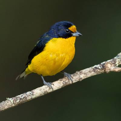 Violaceous euphonia