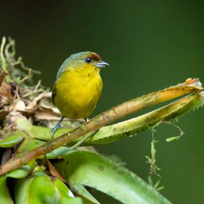 Olive-backed euphonia