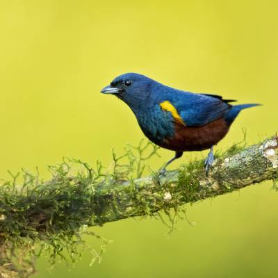 Chestnut-bellied euphonia