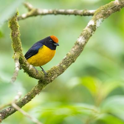 Tawny-capped euphonia