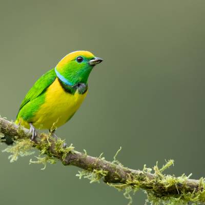 Golden-browed chlorophonia