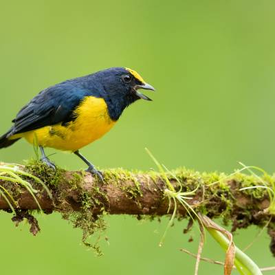 Spot-crowned euphonia