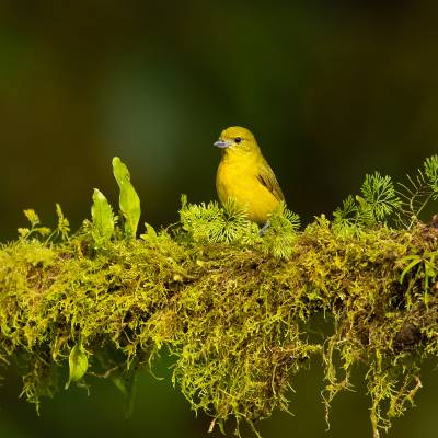 Thick-billed euphonia