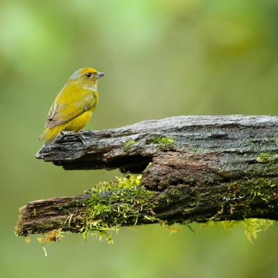 Bronze-green euphonia