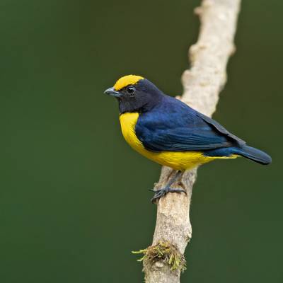 Orange-bellied euphonia