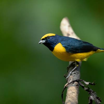 Yellow-crowned euphonia