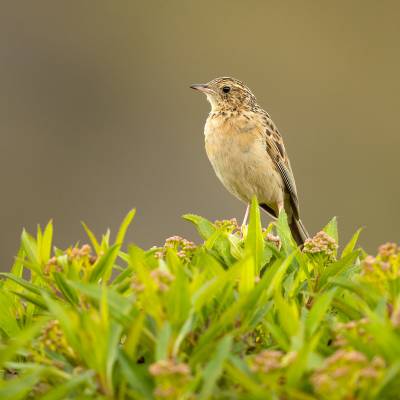 Paramo pipit