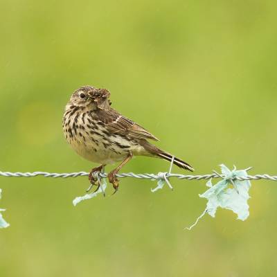 Meadow pipit