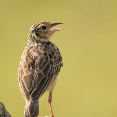 Paddyfield pipit