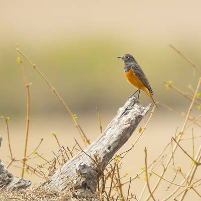 Little rock thrush