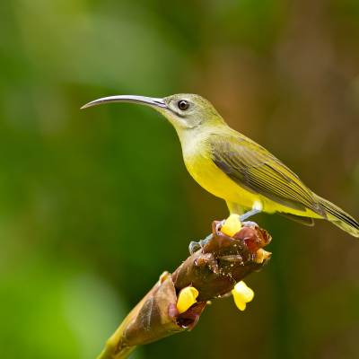 Little spiderhunter