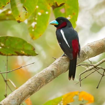 Black-and-red broadbill