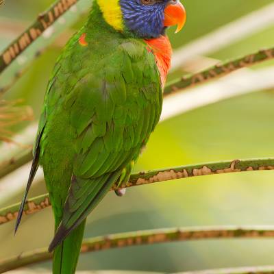 Coconut lorikeet