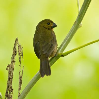 Thick-billed seed finch