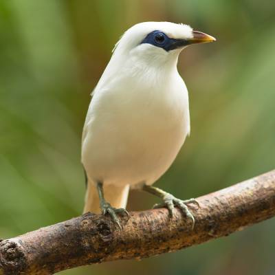 Bali myna