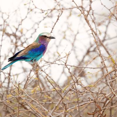 Lilac-breasted roller