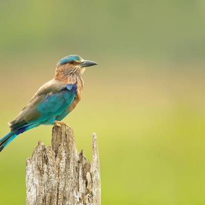 Indian roller