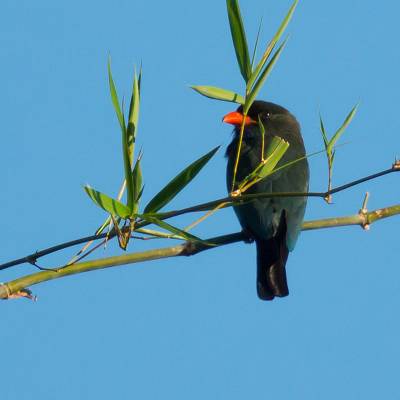 Oriental dollarbird