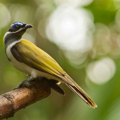 Blue-faced honeyeater