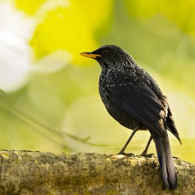 Blue whistling thrush