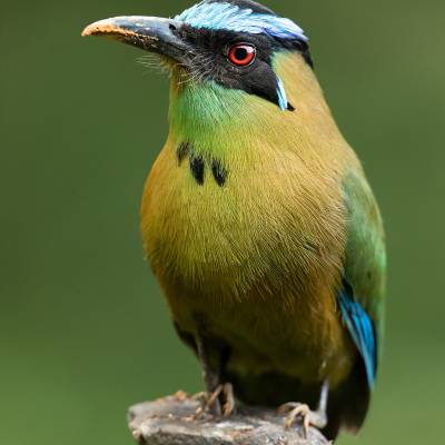 Andean motmot