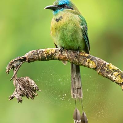 Keel-billed motmot