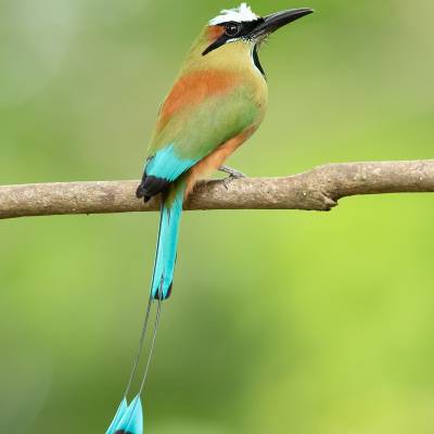 Turquoise-browed motmot