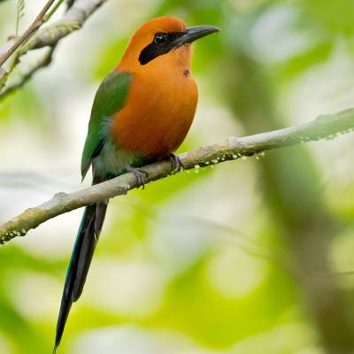 Rufous motmot