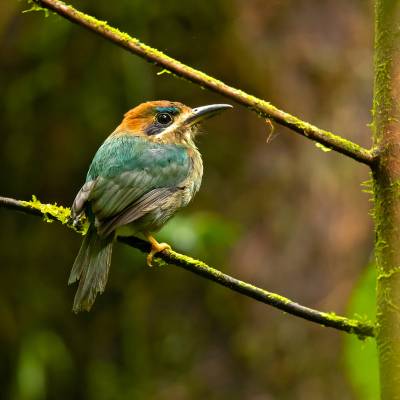 Tody motmot